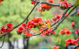 四个绝佳点位！beat365木棉花观赏地图来了